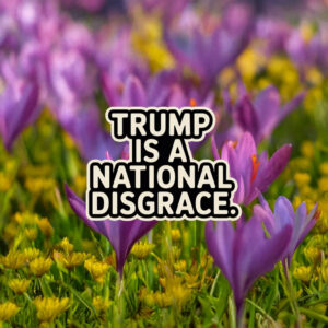 Trump Is a National Disgrace Sticker