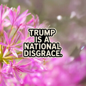 Trump Is a National Disgrace Sticker